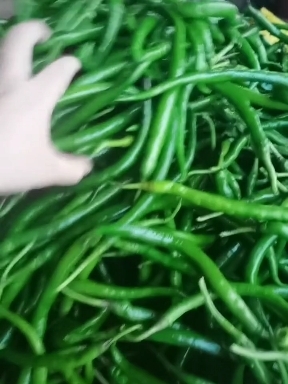 徐闻县《精品4号 8号线椒》产地一手货源，长期供应