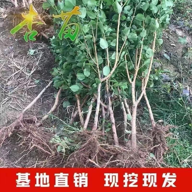 澳洲大红杏树苗嫁接杏苗南北方种植基地现挖现发盆栽地栽当年结果