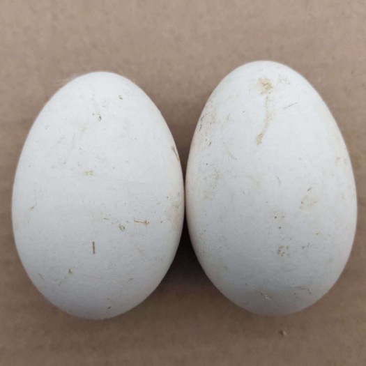 土鹅蛋鹅蛋养殖场养的鹅蛋批发农家土鹅蛋新货