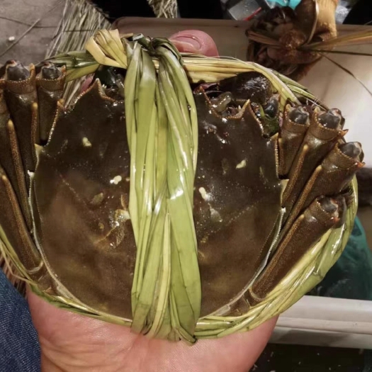 当涂县固城湖大闸蟹
