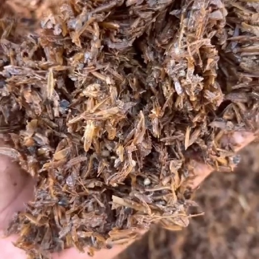 重庆市湿白酒糟