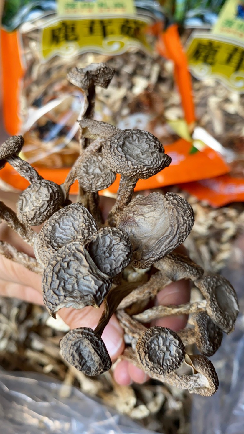 鹿茸菇产地直销每包毛重250克包邮