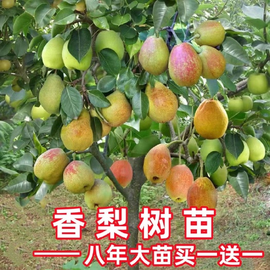 平邑县库尔勒香梨树苗南北方适宜