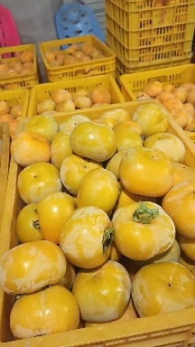 电商脆柿子广西桂林恭城甜脆柿子十一月大量上市