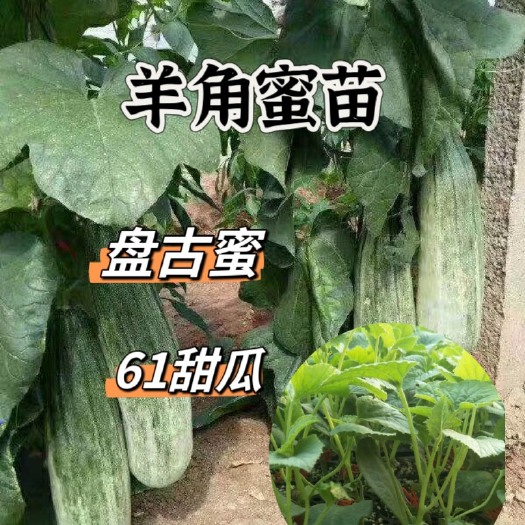 寿光市羊角蜜苗 嫁接羊角蜜 盘古密 61苗 穴盘苗精品甜瓜