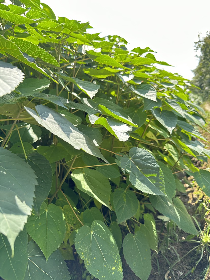 山桐子苗，山桐子小苗，油葡萄