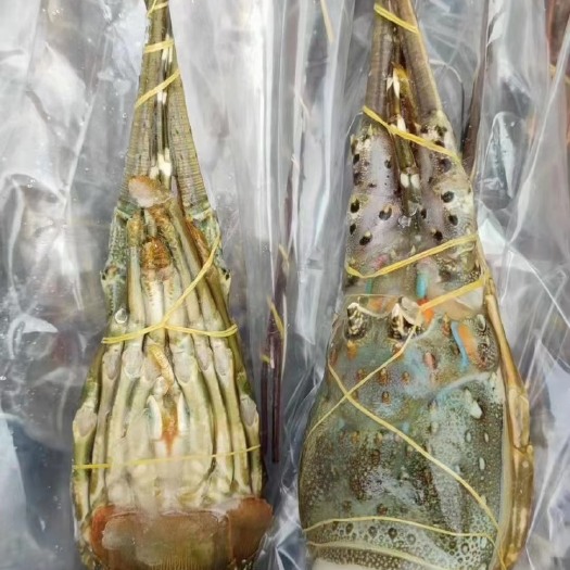 厦门越南冻小青龙统货B货200-500克质量保证