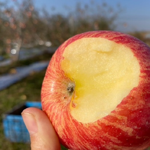 【活动中啦】陕西2023年洛川红富士苹果，肉质细腻松脆，