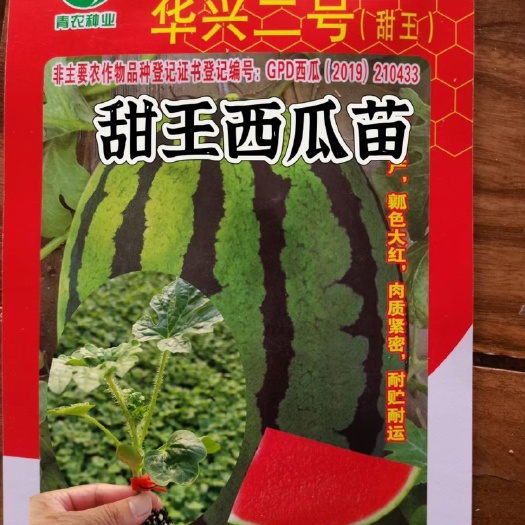 寿光甜王西瓜苗 嫁接苗 华兴1号 2号早熟 穴盘苗 早熟甜王