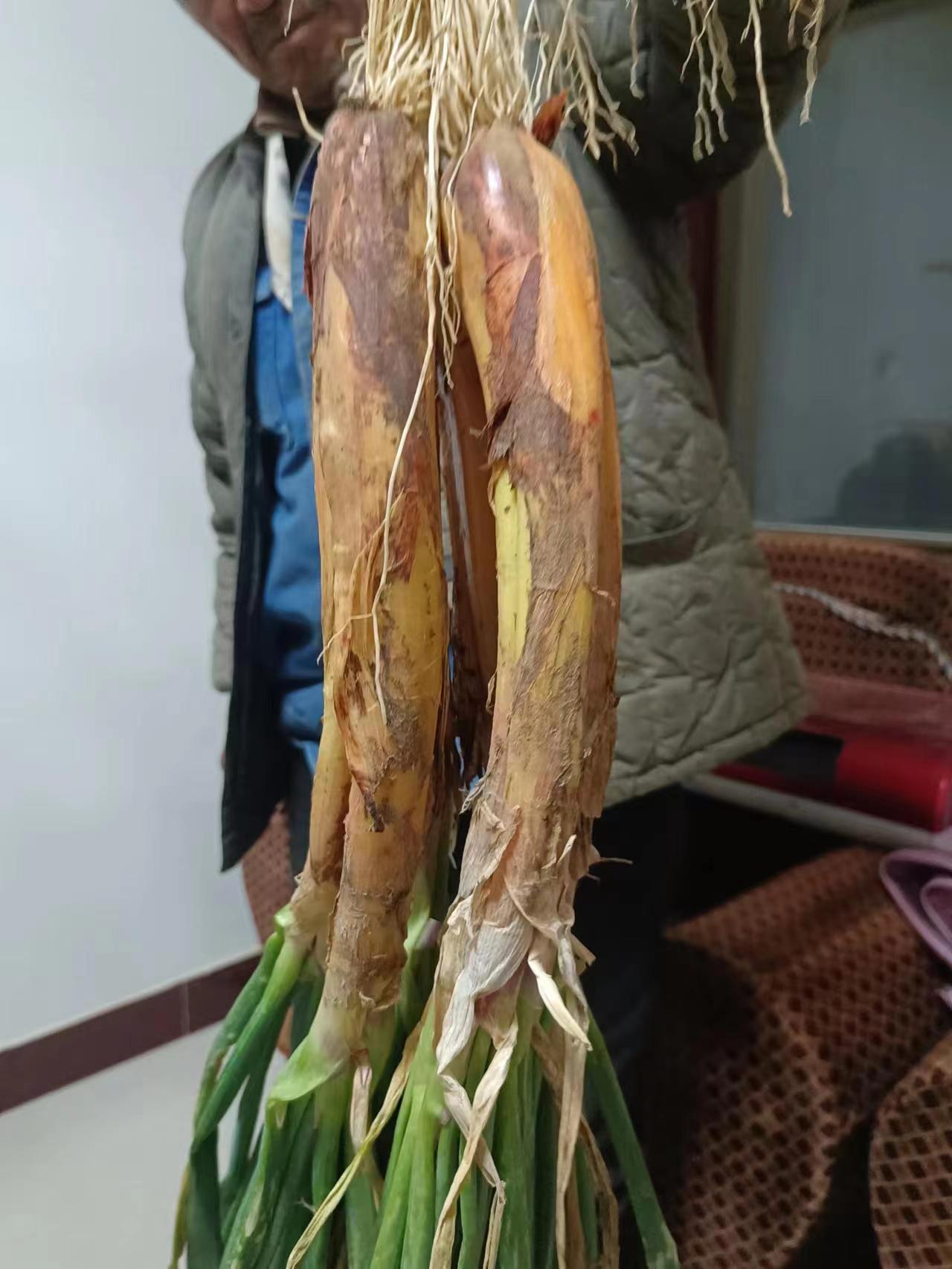 精品旱地紅蔥