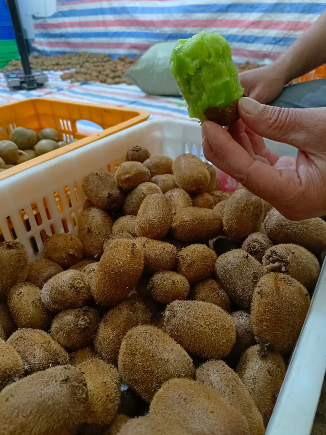 口感纯甜无酸，有很高的营养价值