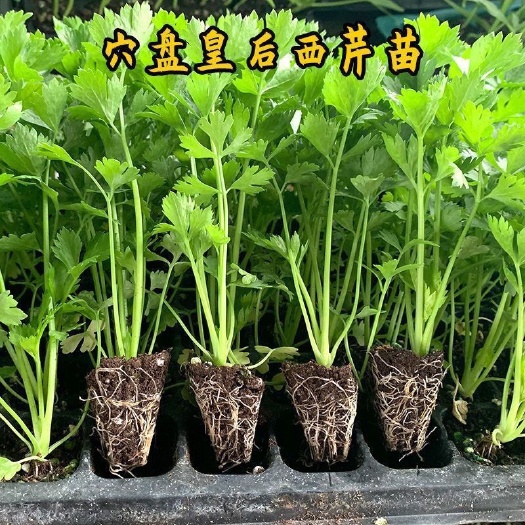 【苗厂直发】寿光芹菜苗 香芹苗 芹菜幼苗  穴盘苗