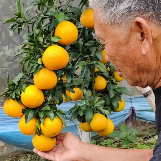 台州皮薄汁多