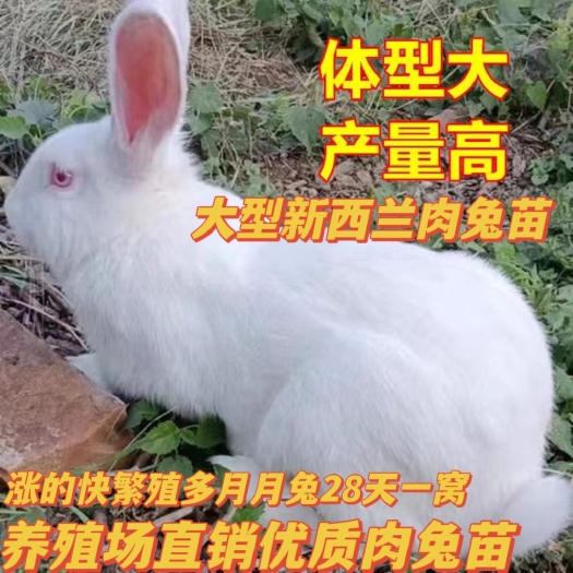 新沂市新西兰肉兔苗大型肉兔苗比利时花巨兔养殖场直销便宜