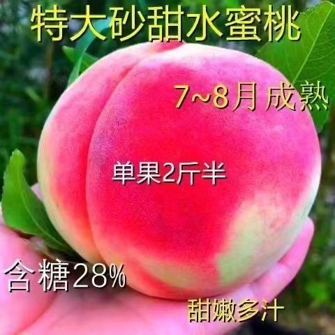 特大砂甜水蜜桃嫁接树苗南北方种植基地现挖现发盆栽地栽当年结果