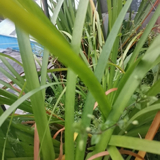 毕节昌蒲（別名随手香）
