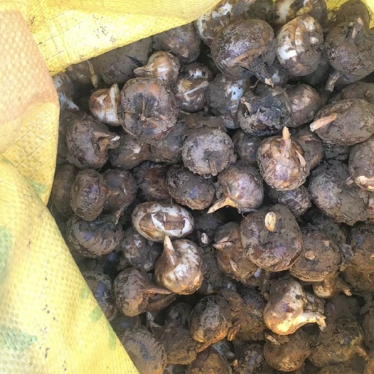 早马蹄，产地直销！品质好，价格优