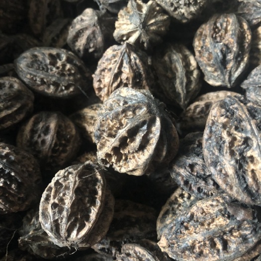 哈尔滨东北山核桃，大量东北山核桃，都是今年山上新采的