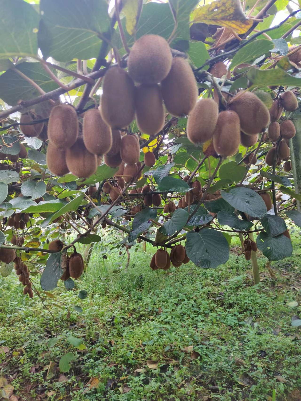 口感纯甜无酸，有很高的营养价值