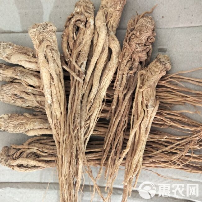 甘肃当归新货纯干当归个整条煲汤搭配黄芪党参血全场包邮