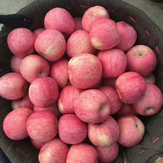《热卖苹果》红富士苹果山东产地     保质保量  常年有货