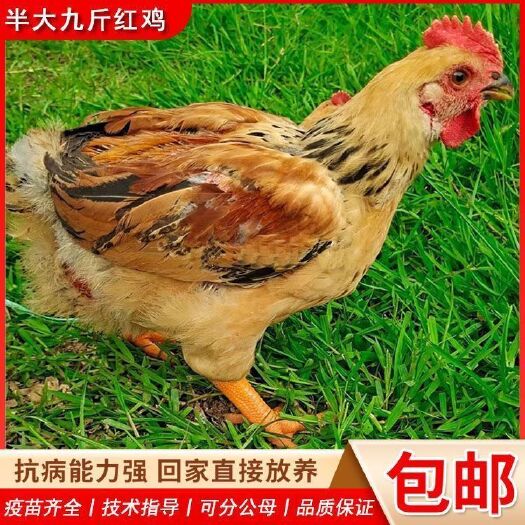 枣庄纯种九斤红鸡脱温半大土鸡活鸡。