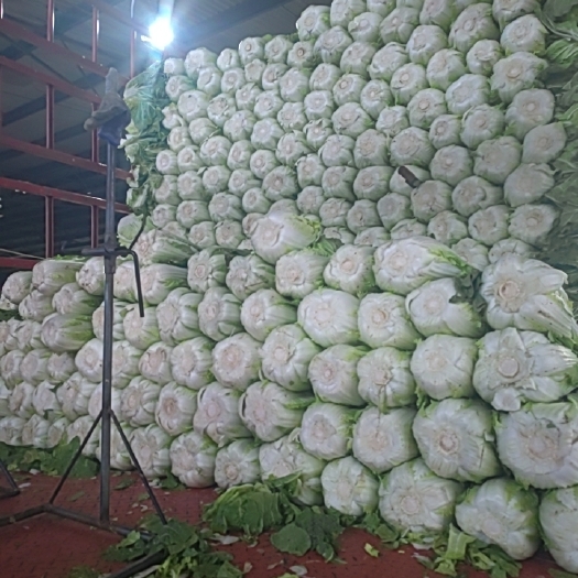 绵阳绵阳黄心白菜批发