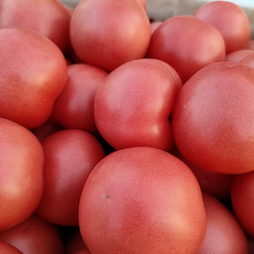 山东菏泽定陶黄店西红柿大量上市了，颜色好，口干好，等等，