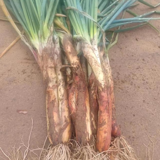 榆林精品旱地红葱