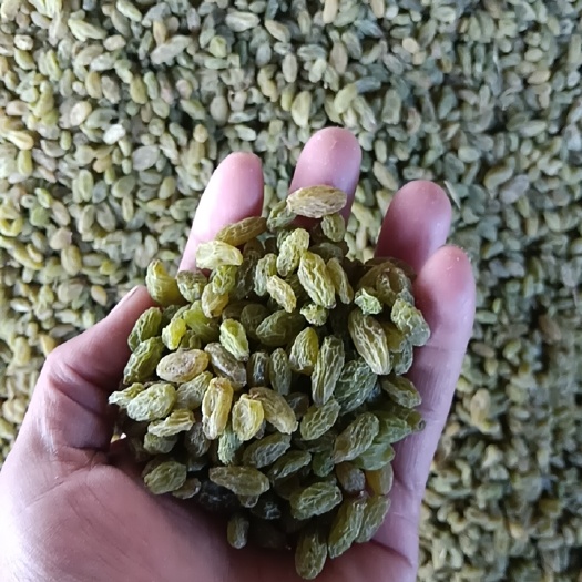 吐鲁番新疆吐鲁番市葡萄干批发