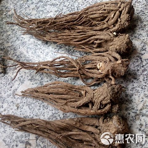 甘肃当归新货纯干当归个整条煲汤搭配黄芪党参血全场包邮