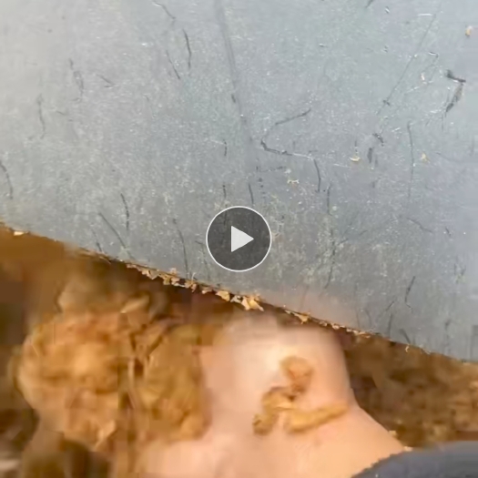 黄山湿苹果渣