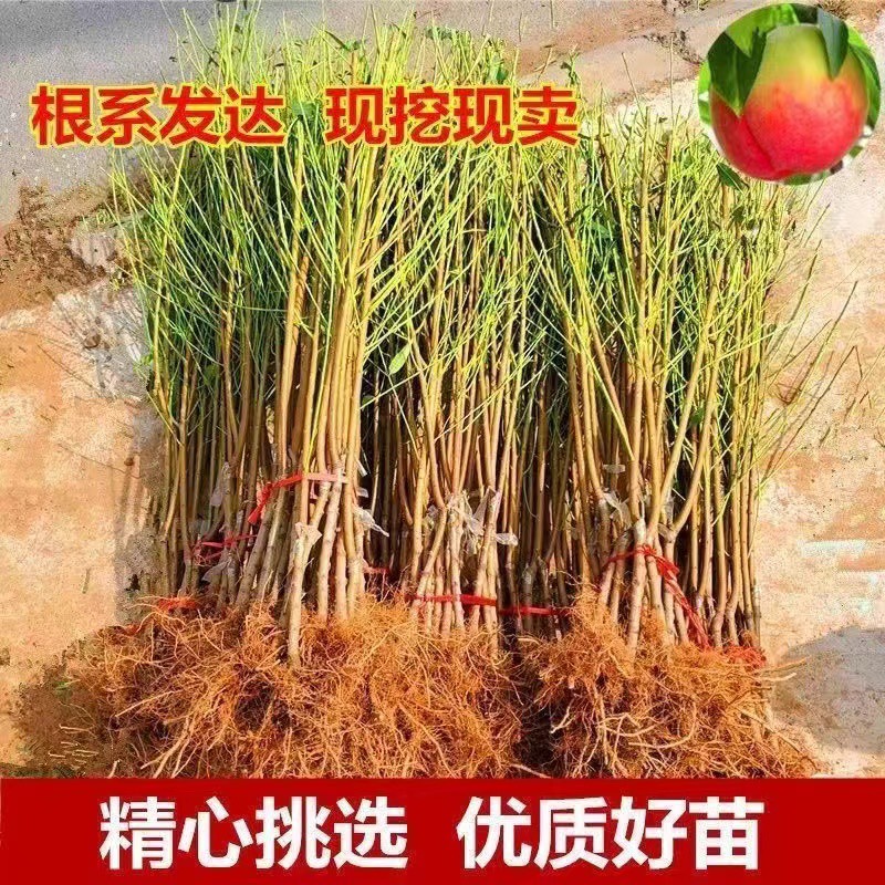 五月红桃树苗嫁接桃苗南北方种植基地现挖现发盆栽地栽当年结果苗