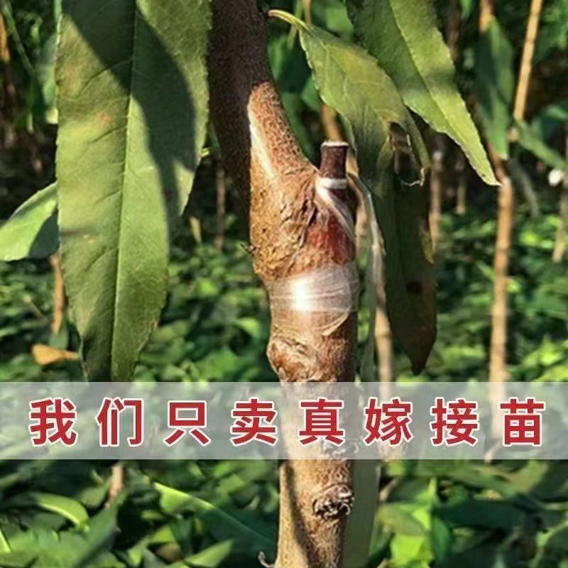 映霜红桃树苗嫁接桃苗南北方种植基地现挖现发盆栽地栽当年结果苗