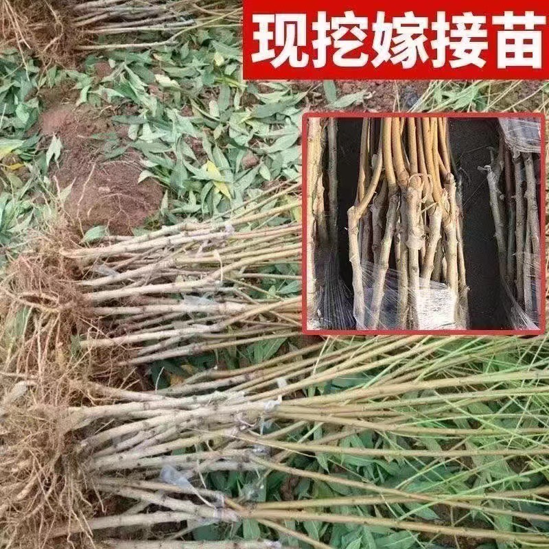 映霜红桃树苗嫁接桃苗南北方种植基地现挖现发盆栽地栽当年结果苗