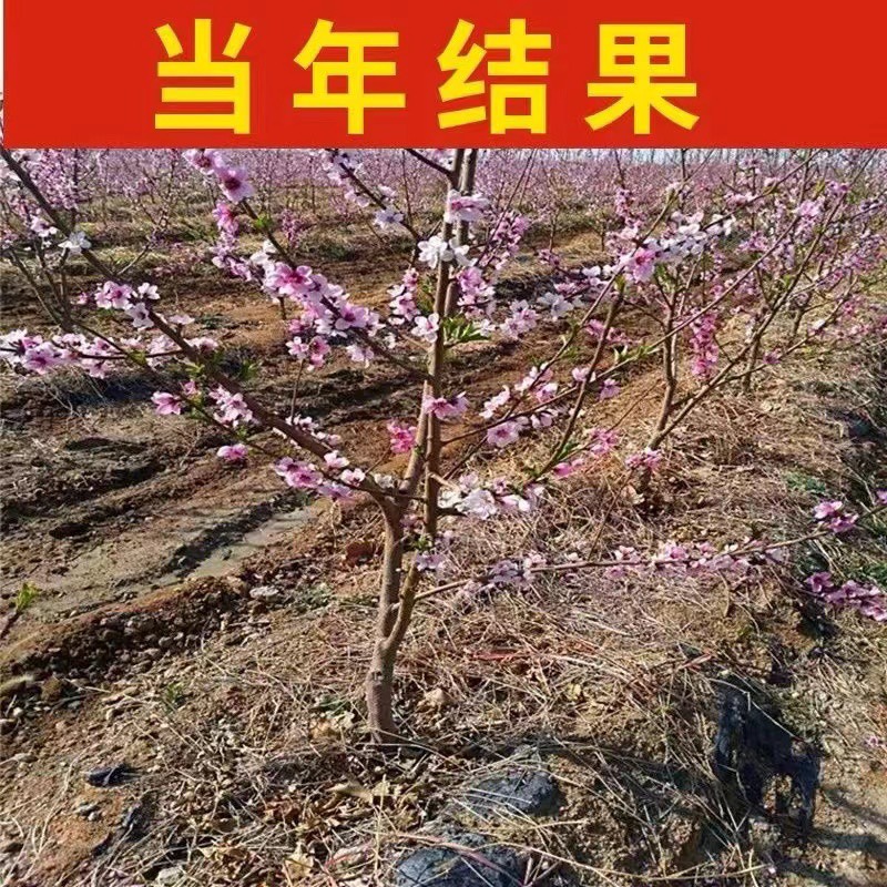 五月红桃树苗嫁接桃苗南北方种植基地现挖现发盆栽地栽当年结果苗