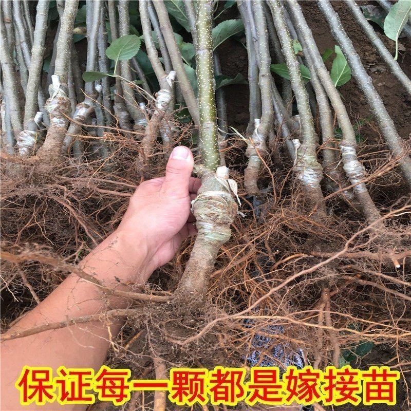 秋彤苹果树苗嫁接苹果苗南北方种植基地现挖现发盆栽地栽当年结果