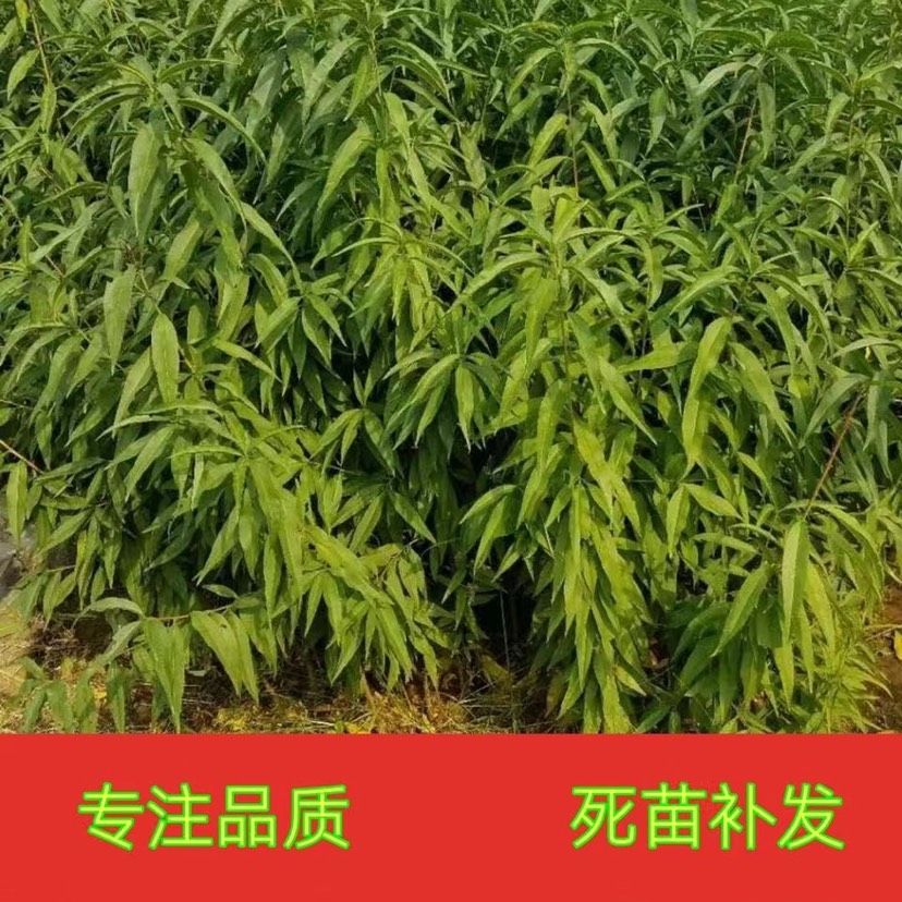 映霜红桃树苗嫁接桃苗南北方种植基地现挖现发盆栽地栽当年结果苗