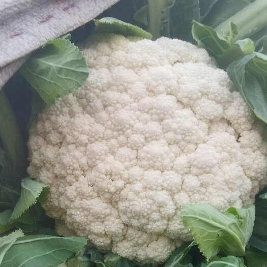 舞钢市花菜