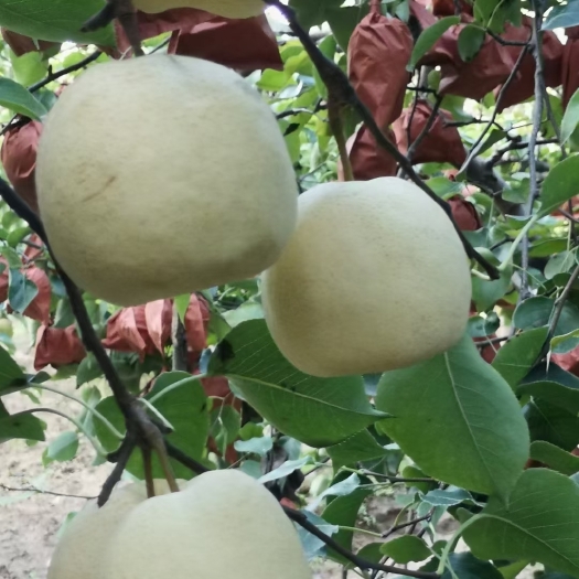 蒲城县大量供应陕西精品酥梨，需要的老板联系
