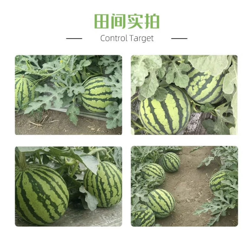 嘉禾双喜美都西瓜苗 嫁接苗 穴盘苗易管理商品性强