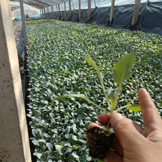 惠民县皇后芹菜苗，各种蔬菜种苗