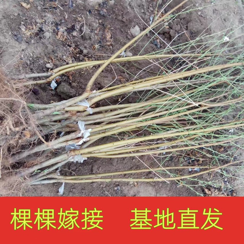 映霜红桃树苗嫁接桃苗南北方种植基地现挖现发盆栽地栽当年结果苗