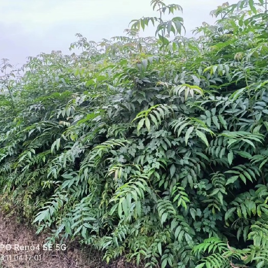 青钱柳，摇钱树，麻柳，青钱李，山麻柳