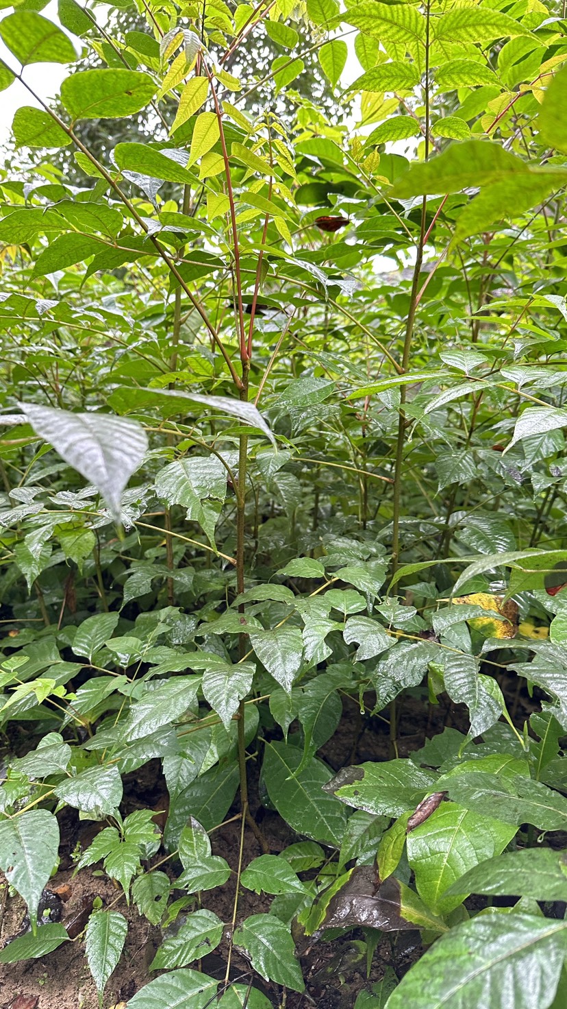 香椿苗，红油香椿，椿树小苗，椿树苗，香椿小苗，春芽子树，