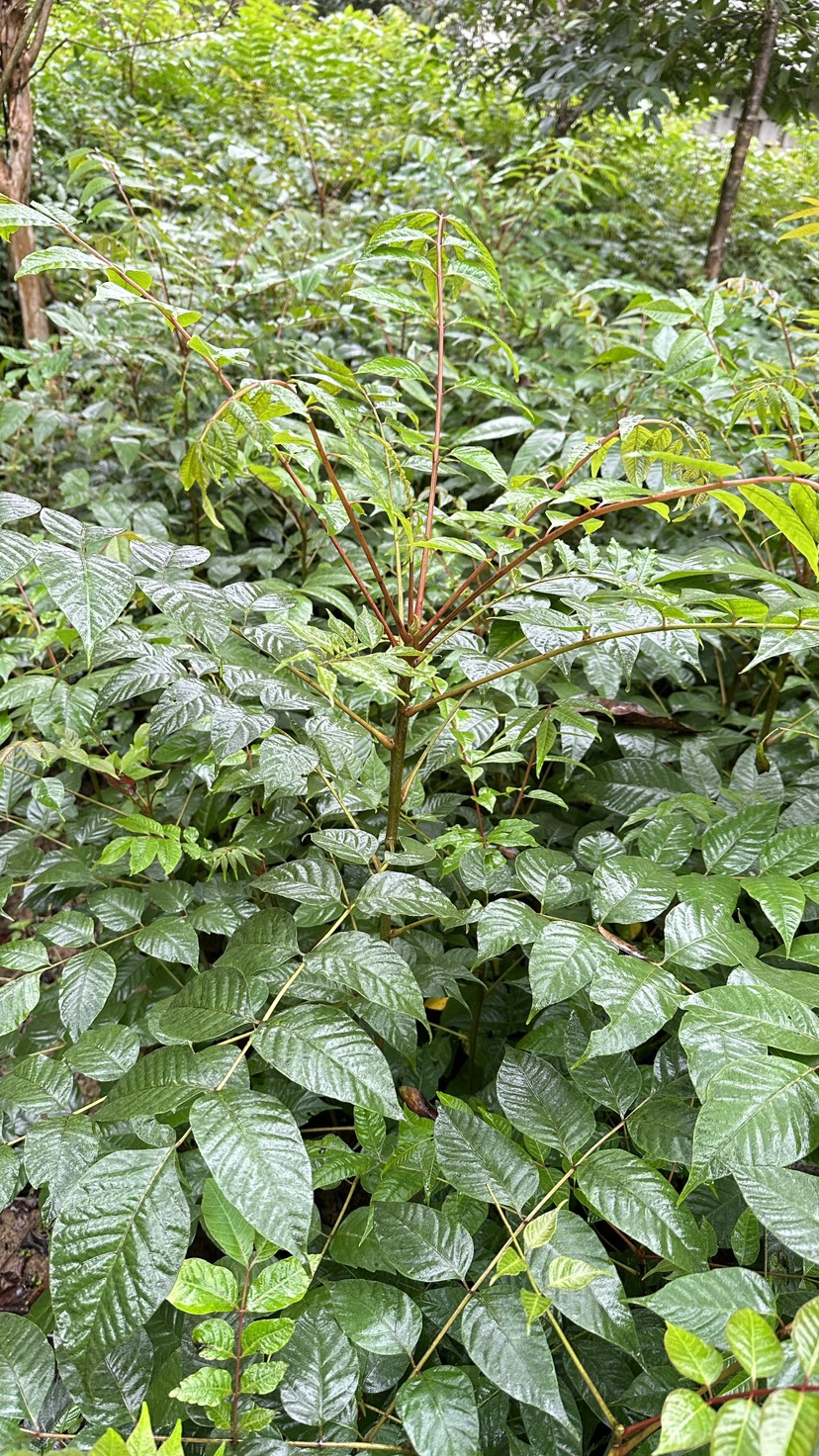 香椿苗，红油香椿，椿树小苗，椿树苗，香椿小苗，春芽子树，