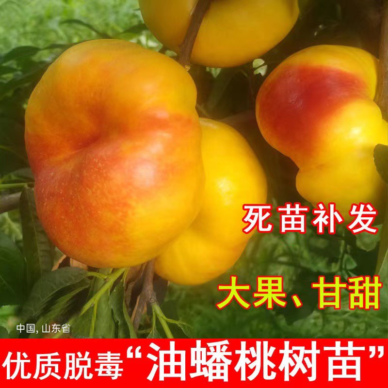 油蟠桃树苗嫁接桃苗南北方种植基地现挖现发盆栽地栽当年结果树苗