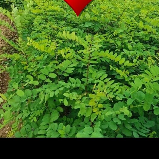 宁强县刺槐苗