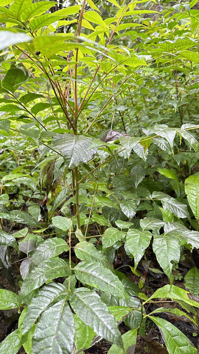 香椿苗，红油香椿，椿树小苗，椿树苗，香椿小苗，春芽子树，