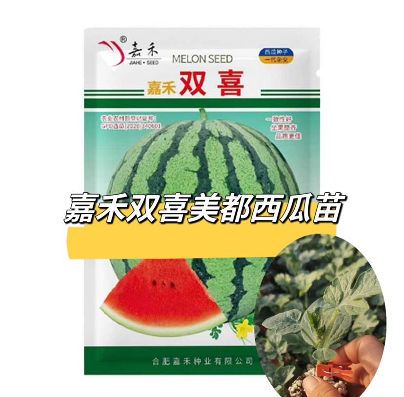嘉禾双喜美都西瓜苗 嫁接苗 穴盘苗易管理商品性强